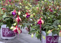 Fuchsia Bella Georgia has also been introduced this year. The variety is ideal for hanging baskets. Similar in flower color to the Olivia but is slightly less compact and grows nicely full in the center of the plant. The variety is widely available.